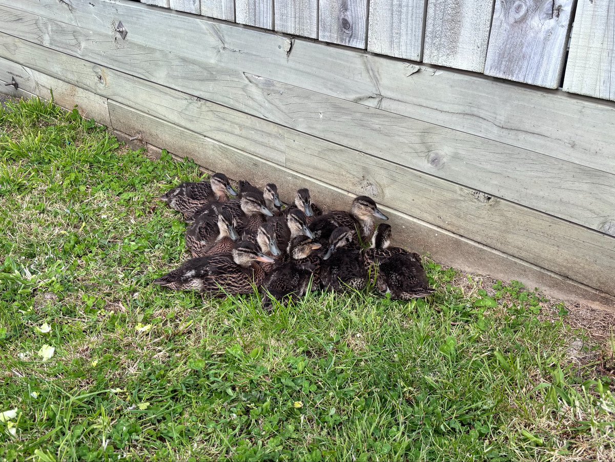 257wem's tweet photo. Yo come join us in the duckling pile bro ! https://t.co/QxBcYyrHZL