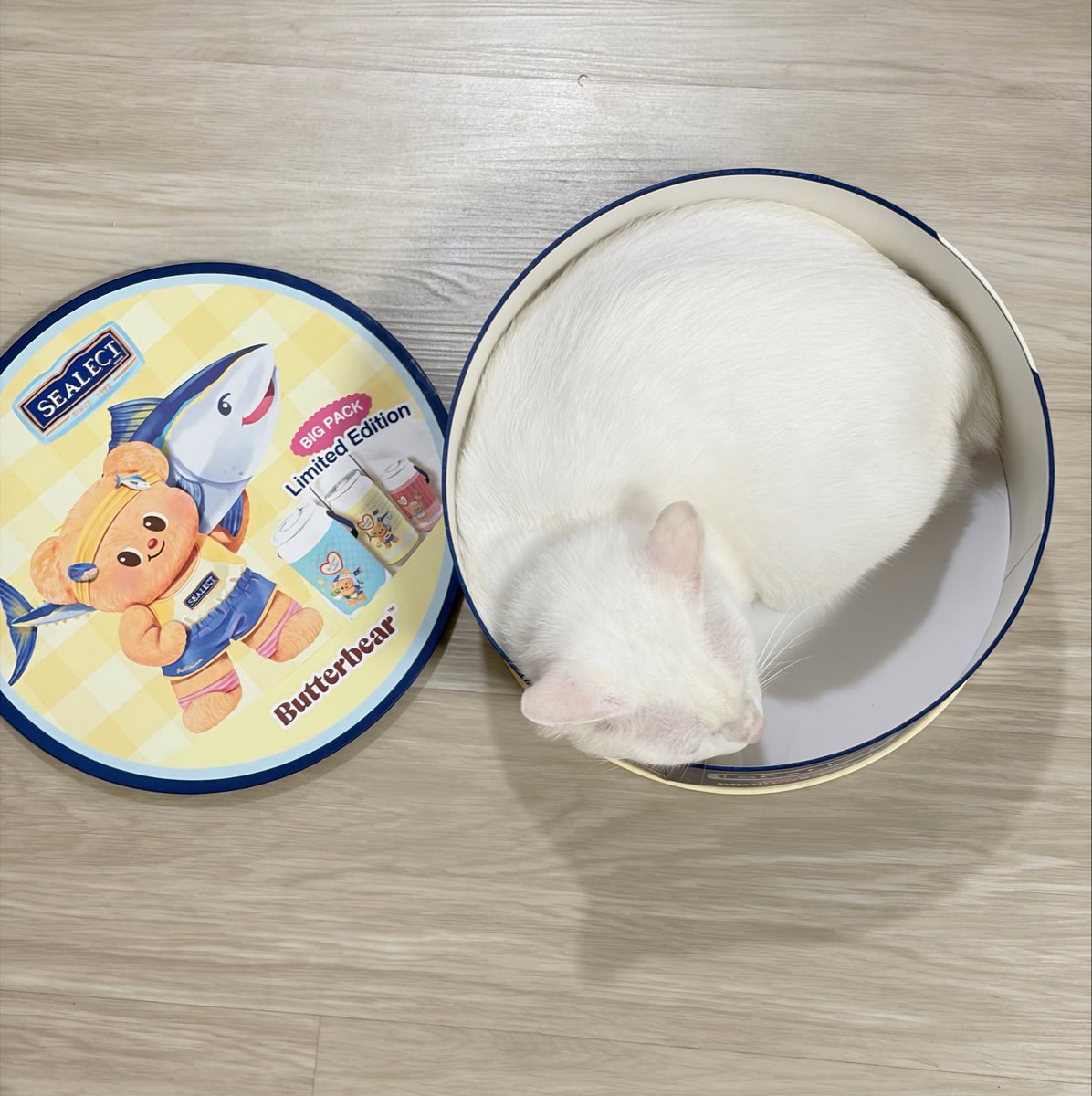 anothermmmsni's tweet photo. กล่องเล็กไป รบกวนทำขนาดใหญ่กว่านี้ได้มั้ยคะ 5555555555
#SealectxButterbear https://t.co/spjHzxqHhL