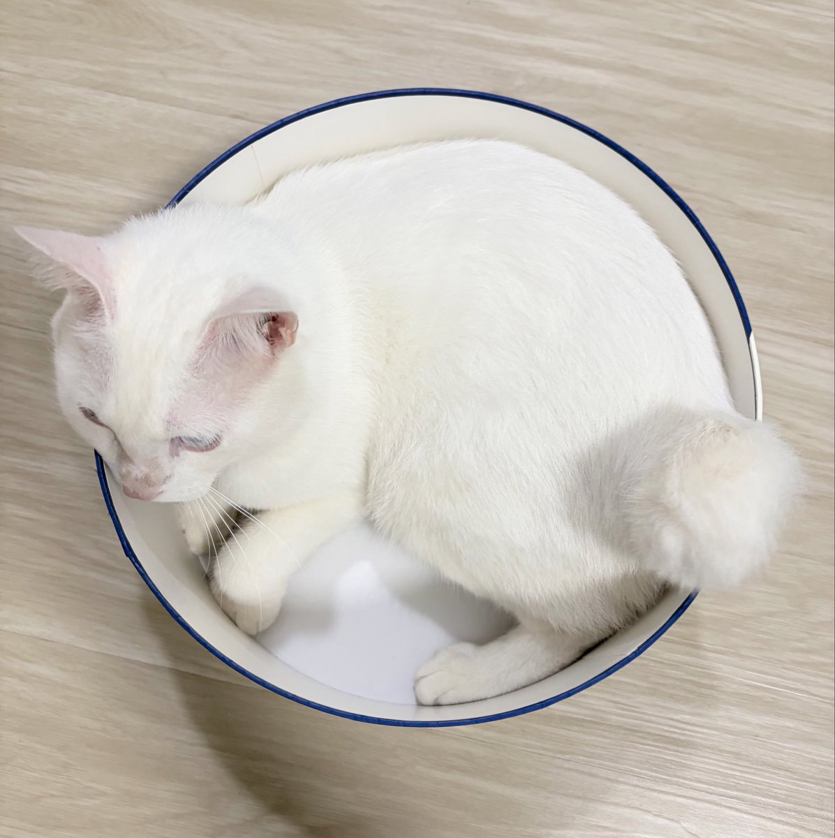 anothermmmsni's tweet photo. กล่องเล็กไป รบกวนทำขนาดใหญ่กว่านี้ได้มั้ยคะ 5555555555
#SealectxButterbear https://t.co/spjHzxqHhL