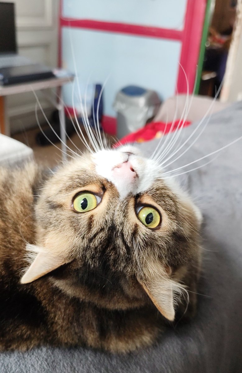 AnjataLorca's tweet photo. Hello
Tuesday today
Cooking salsify 😋 with potatoes
Physio therapy 😊for my knee this afternoon & appointment with the doctor
I did aquagym🩱yesterday
Weather is cloudy ⛅
I wish you a good day❤️
Kalyssan😺is a handsome boy❤️ with his long whiskers ☺️
#Teambasement https://t.co/jZ8sUIXes0