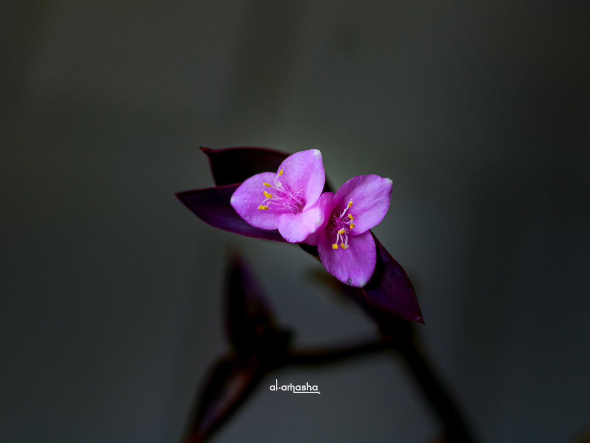 AL_AMASHA's tweet photo. #ALamashaFoto https://t.co/bAy7inWl4i