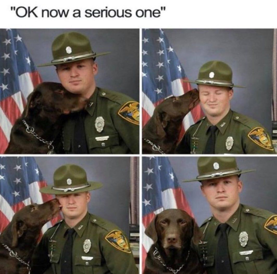 everythingdogss tweet picture