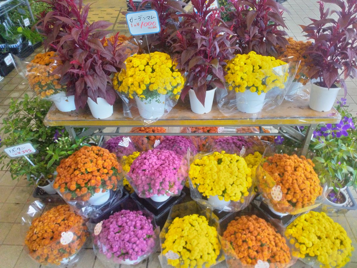 WF_bessho's tweet photo. ワールドフラワー横浜別所店
【入荷のお知らせ】

只今、鉢花が多数入荷致しました！

毎年お庭でお仏花を収穫！
　タダで御供え！
このままでも自然とドーム型に！
　【ガーデンマム】

秋から春まで半年間咲き続ける

迷ったらこれ！
　　【ガーデンシクラメン】

是非お立ち寄り下さい！

#上大岡 https://t.co/1ycRempw5q