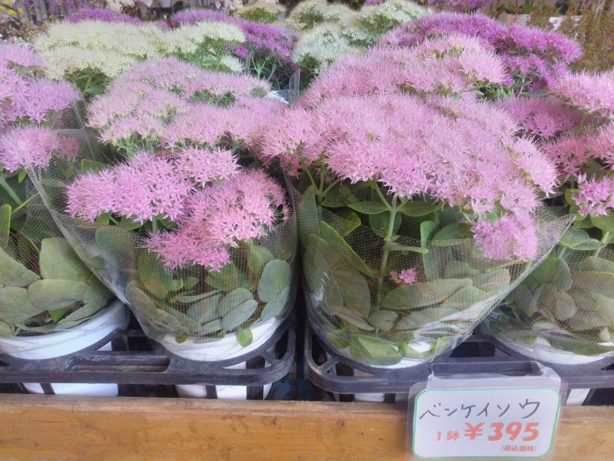 WF_bessho's tweet photo. ワールドフラワー横浜別所店
【入荷のお知らせ】

只今、鉢花が多数入荷致しました！

毎年お庭でお仏花を収穫！
　タダで御供え！
このままでも自然とドーム型に！
　【ガーデンマム】

秋から春まで半年間咲き続ける

迷ったらこれ！
　　【ガーデンシクラメン】

是非お立ち寄り下さい！

#上大岡 https://t.co/1ycRempw5q