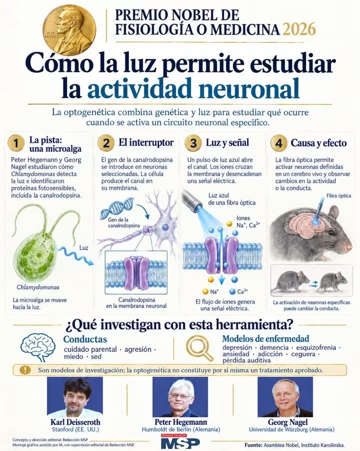 RebolledaGil's tweet photo. Como la luz permite estudiar la actividad neuronal (Premio Nobel de Fisiología o Medicina 2026)👇👇👇👇👇 https://t.co/Esxysdds5o