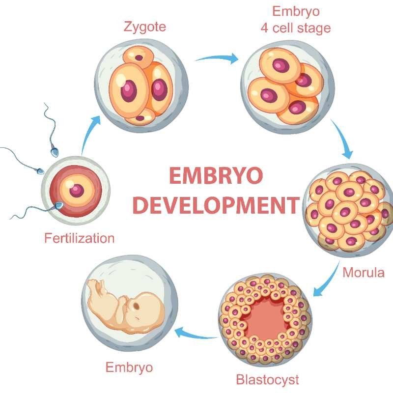 NatuVitro's tweet photo. An egg survives only 12 to 24 hours after ovulation. Women are born with 1 to 2 million oocytes, but only about 400 to 500 mature during reproductive life. Our team can support you.
https://t.co/jl1D3tCaH7 https://t.co/77McdZkEzs