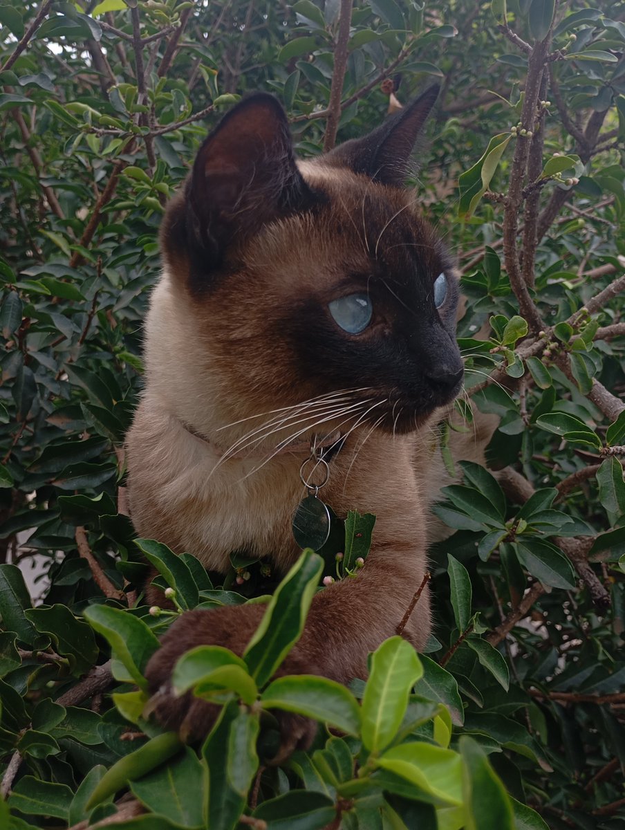 whoisjonhdoe's tweet photo. @FelpsUpdate ta podendo adentrar com cinco gatinhas? https://t.co/W867QJXRf5