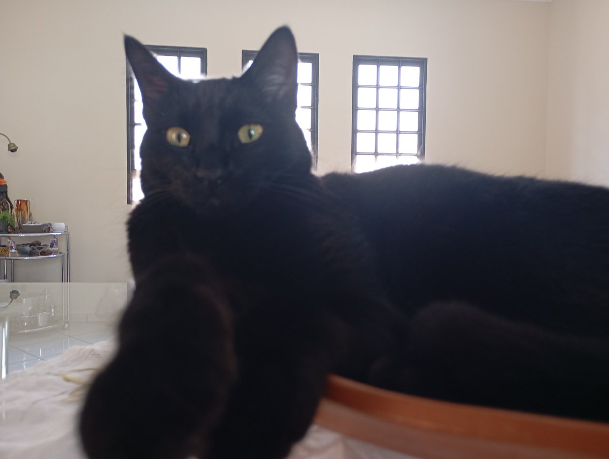 whoisjonhdoe's tweet photo. @FelpsUpdate ta podendo adentrar com cinco gatinhas? https://t.co/W867QJXRf5