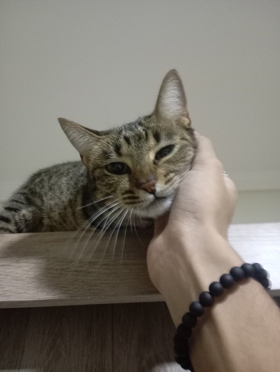 whoisjonhdoe's tweet photo. @FelpsUpdate ta podendo adentrar com cinco gatinhas? https://t.co/W867QJXRf5