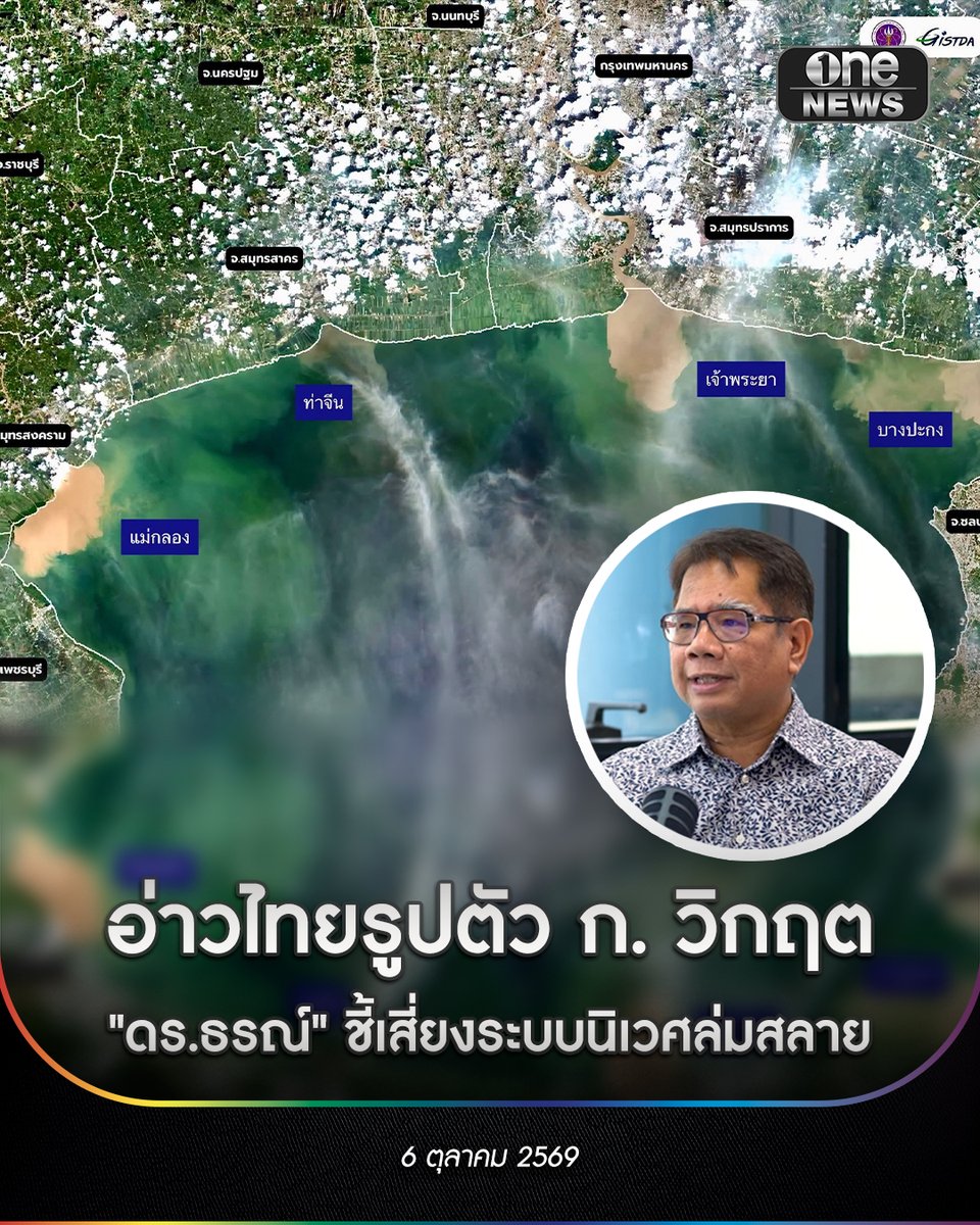 onenews31's tweet photo. 6 ต.ค. 69 เฟซบุ๊กส่วนตัว ผศ.ดร.ธรณ์ ธำรงนาวาสวัสดิ์ ผู้เชี่ยวชาญด้านนิเวศวิทยาทางทะเล ได้โพสต์วิเคราะห์ภาพถ่ายดาวเทียมจาก GISTDA ที่บันทึกไว้เมื่อวันที่ 2 ตุลาคมที่ผ่านมา เผยให้เห็นภาพรวมของอ่าวไทยตอนในหรือ "อ่าวไท��รูปตัว ก." ที่กำลังรับศึกหนักจากการเร่งระบายน้ำจืดและมวลตะกอนมหาศาลลงสู่ทะเล
.
ดร.ธรณ์ ชี้ให้เห็นปรากฏการณ์สำคัญทางทะเลที่ปรากฏอย่างชัดเจนในภาพดาวเทียม ดังนี้
.
มวลน้ำจืดพุ่งไกลเกือบ 20 กม. : ตะกอนน้ำสีน้ำตาลพัดออกจาก��ากแม่น้ำหลักทั้ง 4 สาย (เจ้าพระยา, แม่กลอง, ท่าจีน, และบางปะกง) โดยเฉพาะบริเวณปากน้ำเจ้าพระยามวลน้ำพุ่งออกไปไกลถึงเกือบ 20 กิโลเมตร ส่งผลให้ความเค็มของน้ำทะเลเปลี่ยนแปลงฉับพลัน
วิกฤต "น้ำเบียด" : บริเวณปากแม่น้ำกลอง มวลน้ำจืดไม่ได้พุ่งออกทะเลโดยตรงแต่กระจายตัวคุมพื้นที่ชายฝั่ง เกิดภาวะ "น้ำเบียด" ที่ทำให้ความเค็มลดลงรวดเร็ว ซึ่งเป็นสาเหตุที่สัตว์น้ำช็อกน้ำแล��พบปัญหาแถบชายฝั่งเพชรบุรีบ่อยครั้ง
ปรากฏการณ์แพลงก์ตอนบลูม (น้ำเปลี่ยนสี) : เห็นเป็นคราบสีเขียวขนาดใหญ่บริเวณปากแม่กลองและท่าจีน เนื่องจากมวลน้ำจืดพาสารอาหารลงมาสะสมเป็นจำนวนมาก
.
ดร.ธรณ์ ระบุเพิ่มเติมว่า อ่าวไทยตอนในมีพื้นที่เพียง 9,000 ตารางกิโลเมตร ซึ่งเล็กกว่าจังหวัดเชียงใหม่เกินครึ่ง แต่กลับต้องรับขย�� น้ำเสีย และมวลน้ำท่วมจากประชากรบนฝั่งเกือบ 15 ล้านคน อีกทั้งยังเป็นอ่าวกึ่งปิด น้ำหมุนวนอยู่หลายวันกว่าจะระบายออกทะเลนอกได้
.
ทะเลเล็กๆ แห่งนี้ถือเป็น "หัวใจของประเทศไทย" ที่หล่อเลี้ยงเศรษฐกิจ ทั้งการประมง ฟาร์มเลี้ยงหอย นิคมอุตสาหกรรม การท่องเที่ยวระดับโลกอย่างพัทยาและบางแสน รวมถึงเป็นบ้านของสัตว์ทะเลหายากอย่างวาฬบรูด้า โลมาอิรวดี และเป็นแหล่งเติบโตของปลาทูไทย
.
"หากเราไม่เร่งเรียนรู้และยกระดับความเข้าใจเพื่อหาทางออก ทะเลแห่งนี้อาจเข้าสู่โหมดล่มสลายอย่างง่ายดาย และผลกระทบจะรุนแรงยิ่งกว่าหนไหนๆ เพราะมันกลับคืนไม่ได้... แก้วที่ทรงคุณค่าแต่เปราะบาง แตกแล้วแตกเลย" ดร.ธรณ์ กล่าวทิ้งทาย
.
#onenews
#สำนักข่าววันนิวส์