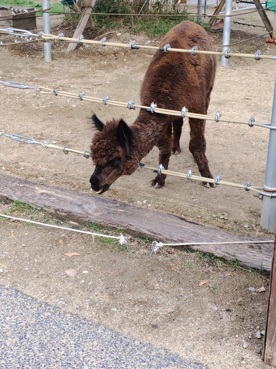 violet_ips's tweet photo. こいつらは臭い唾を吐くので遠巻きに見る https://t.co/D48Zdw2udT