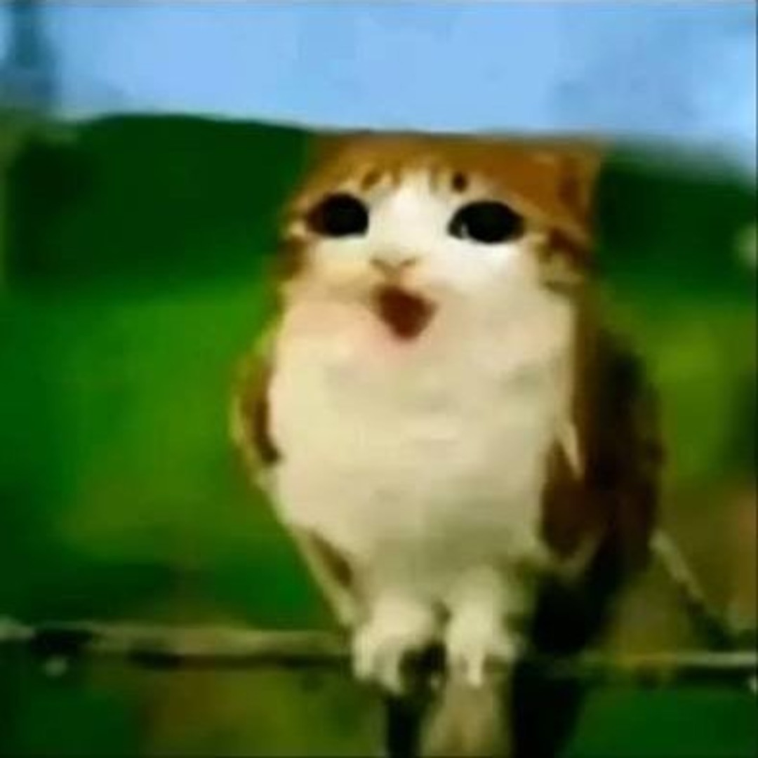 foryoonchae's tweet photo. meowl irl https://t.co/PpnR4vlpgR