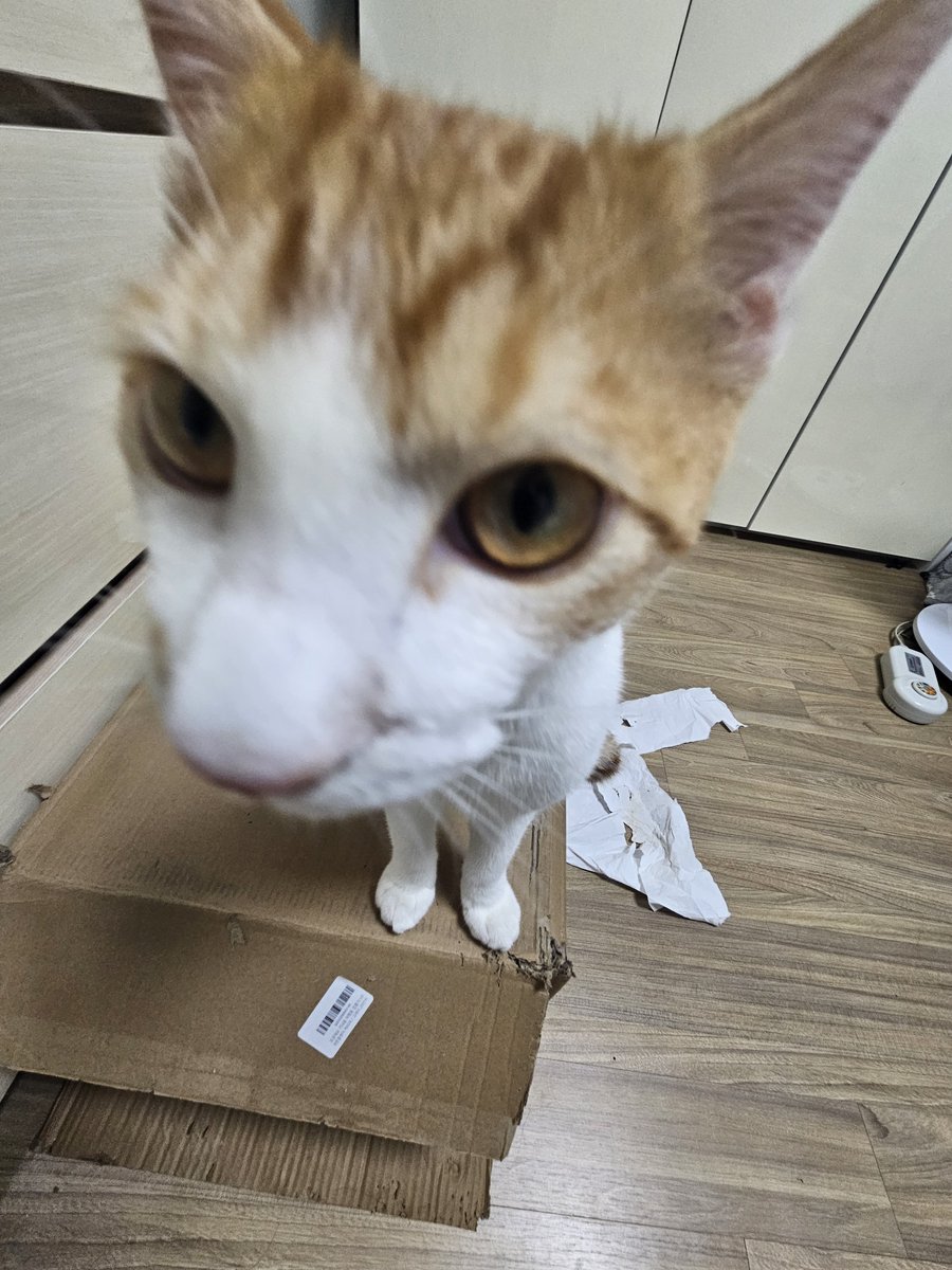 BBo414DDo's tweet photo. 대두고양이 https://t.co/7KvYZAXd49