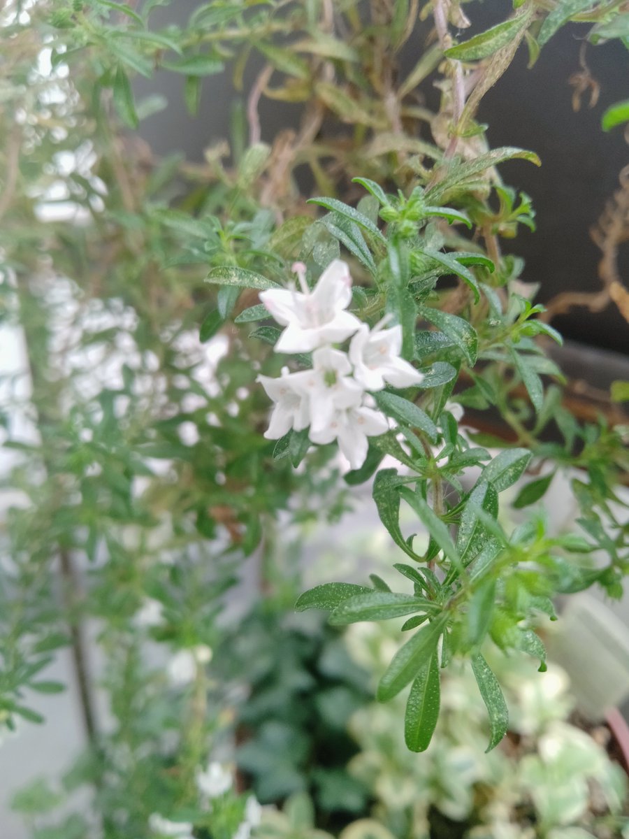 likeaswallow_'s tweet photo. ウインターセイボリーの花が
咲いているのに気がつきました！

伸びた茎が茶色くなってきたから咲かないのかと思ってたの

嬉しい♡ https://t.co/vWgLrYXBMA