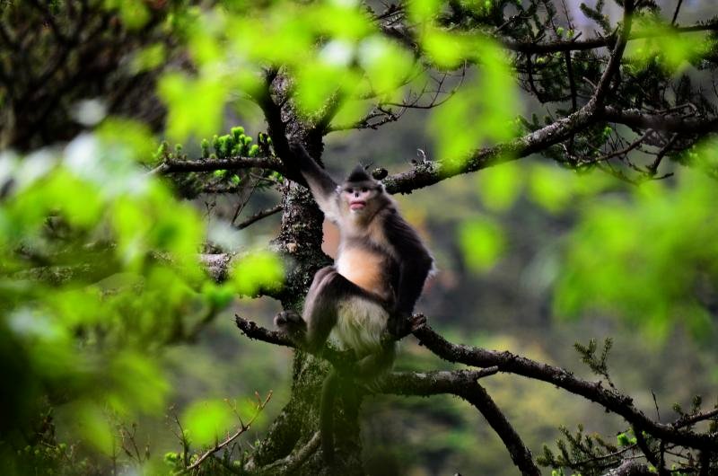 imjuning's tweet photo. [The ape recognizes the lung's stealthy presence, a quiet moment of nature's subtle exchange.], https://t.co/Kz85dH8Hzz