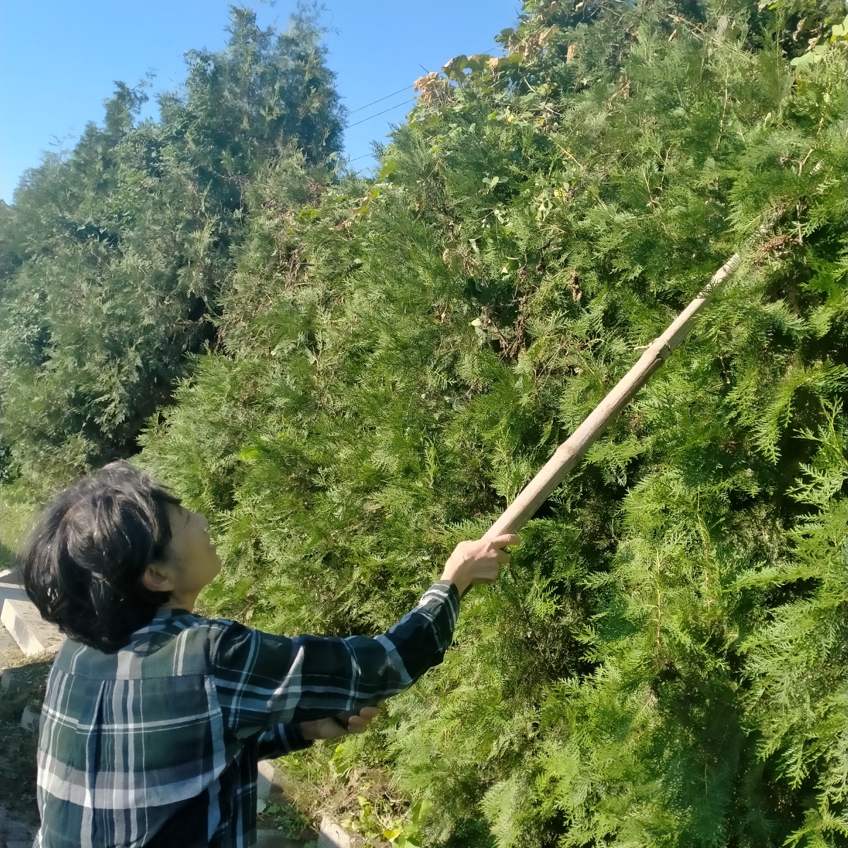 cheeseterran's tweet photo. Wiping a cedar branch while a star-shaped spade lies nearby, cozy little outdoor moment ， https://t.co/rQfYtVV8U8
