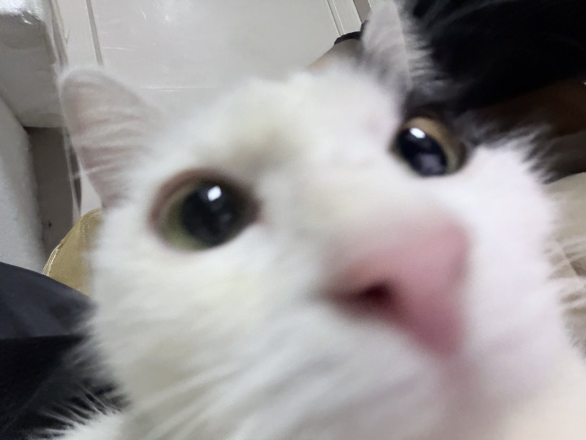 Daies132's tweet photo. 乖猫猫，好猫猫 https://t.co/8YzlHYV5Ni