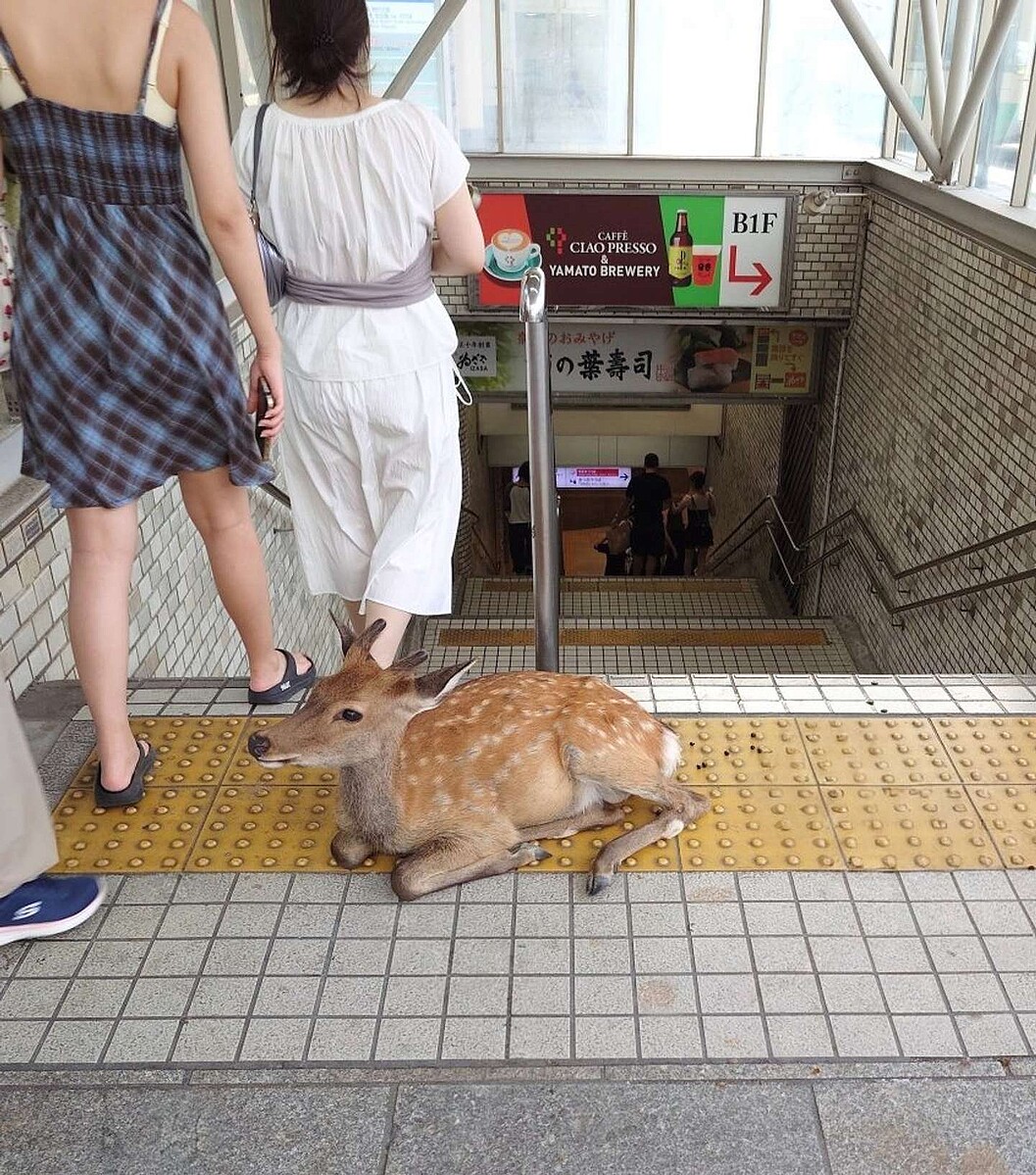 livedoornews's tweet photo. 【可愛い】点字ブロックの上で一休み… 近鉄奈良駅で激写された“奈良すぎる光景”
https://t.co/Q7XDDArIoi

駅の地下へと続く階段の入り口に、子鹿が横たわっていたという。このあたりを鹿たちが闊歩しているのは日常の光景で、撮影者によると、この鹿を気に留める人はあまりいないように見えたそう。 https://t.co/6M7eg8keQO