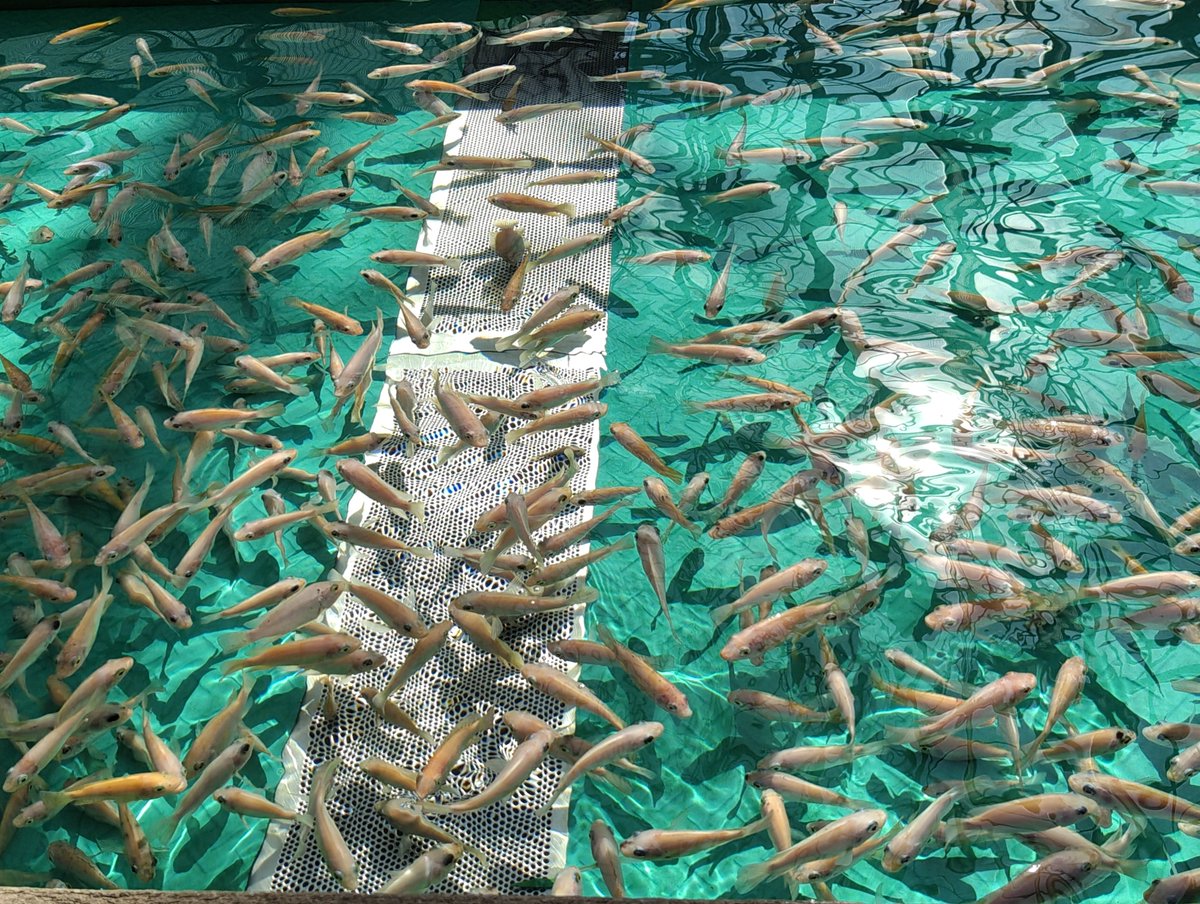 smilehazard's tweet photo. 明らかにドクターフィッシュとは格の違うデカさの魚↓に足をジュッポ♡ジュッポ♡と食い散らかされ、あまりの恐怖に俺が俺でなくなる！！！！！！！！(？？？？？？？)と絶叫した https://t.co/6ypFG3AG3C