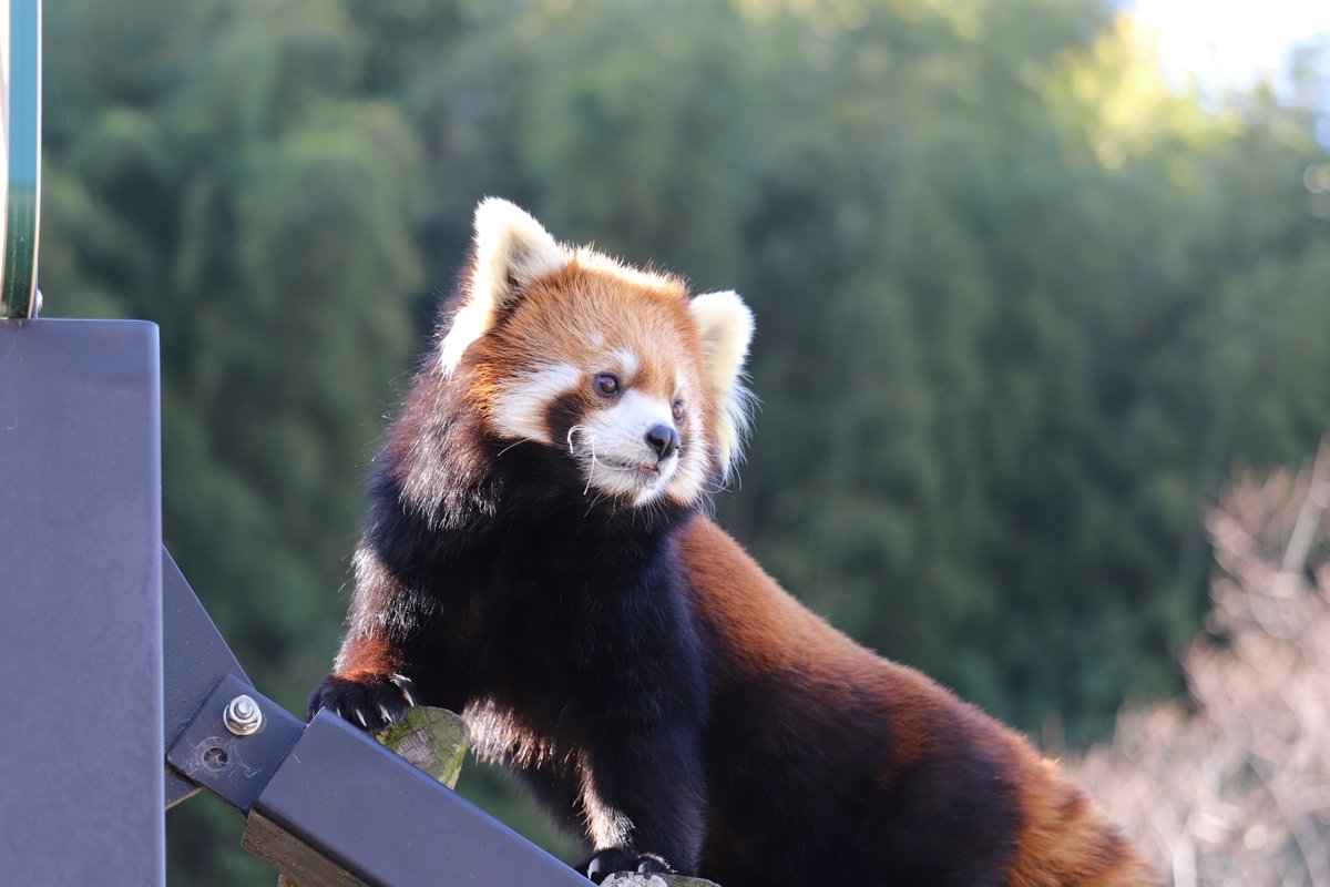 nhdzoo's tweet photo. 2026.10.4
＃シセンレッサーパンダの飼育日誌　を更新しました。

シセンレッサーパンダ　ニコ(♀)嫌いなニンジンを残し、わざわざ糞のところまで運んであった。

＃日本平動物園
＃シセンレッサーパンダ
＃nihondairazoo https://t.co/k5NwnnEQ5r