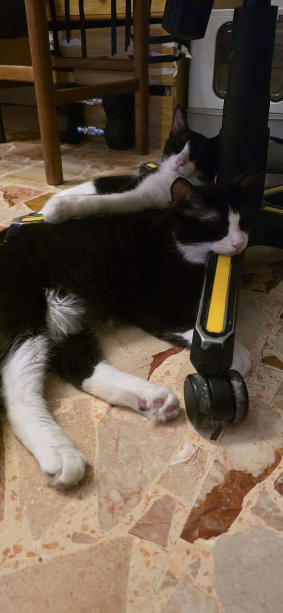 LucaRossi080's tweet photo. Thor e Loki amore fraterno ❤️❤️❤️ #cats #CatsLover #gatti https://t.co/GJdiwpQ6qD