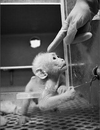 Son_of_Space's tweet photo. We scream in pain from your places of immeasurable suffering. From the factory farms you’d rather not consider. From the vivisection torture labs you falsely label as “necessary evil”. From the blood drenched slaughterhouses you pretend are “humane”.

We are #OneBillionScreams https://t.co/KmkE1WqpT2