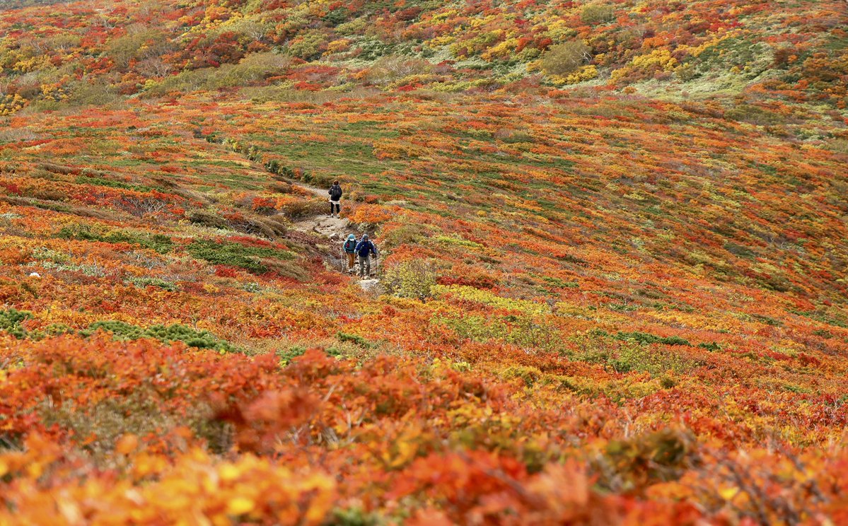 The_Japan_News's tweet photo. Autumn leaves have reached peak viewing times on Mt. Kurikoma, which straddles Miyagi, Akita and Iwate prefectures in northeastern Japan. https://t.co/loqRPNwxHT https://t.co/Jy16SeSjxB