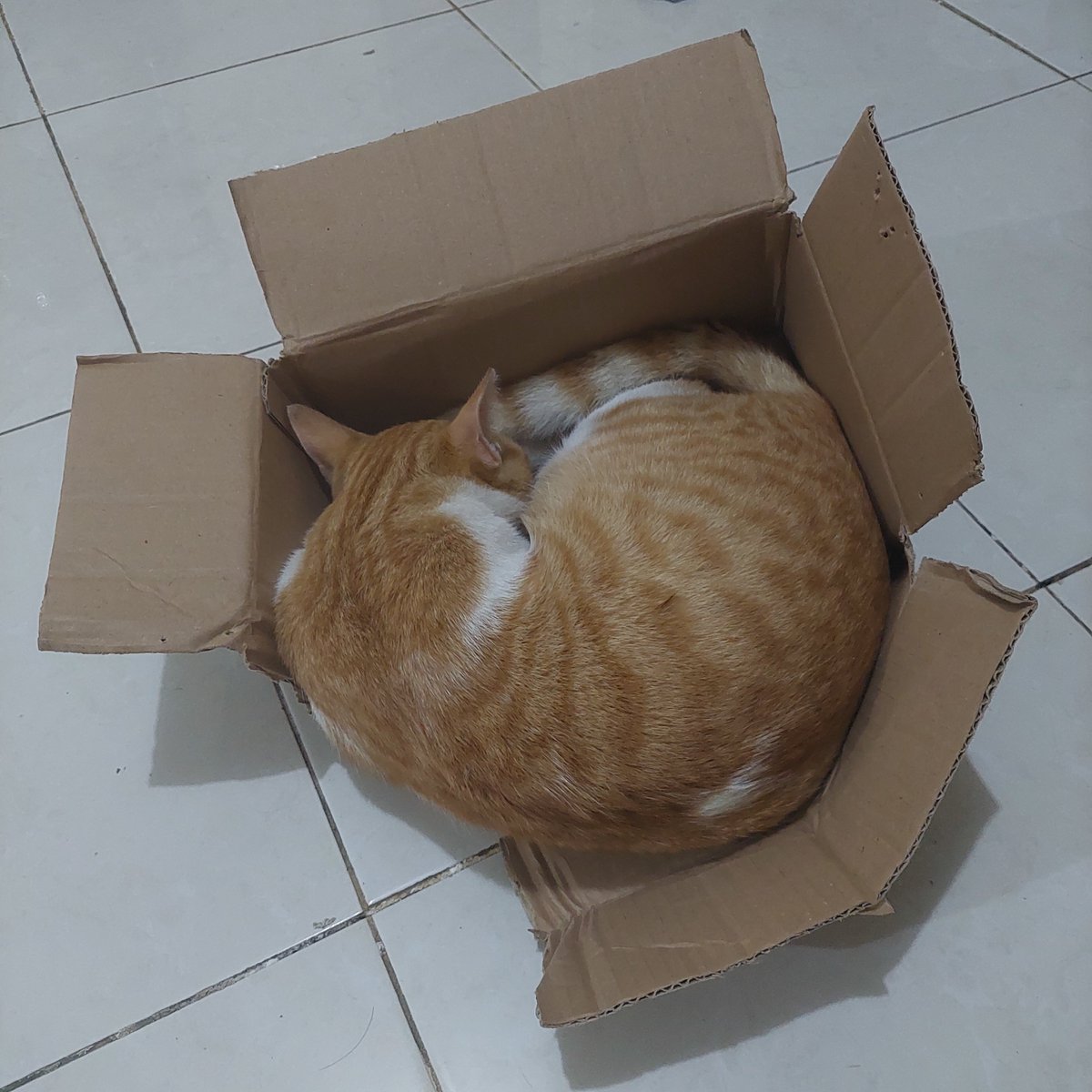 lyn___v's tweet photo. Ga sadar ukuran badan sampe jebol itu kardus https://t.co/sOPIckA2qx