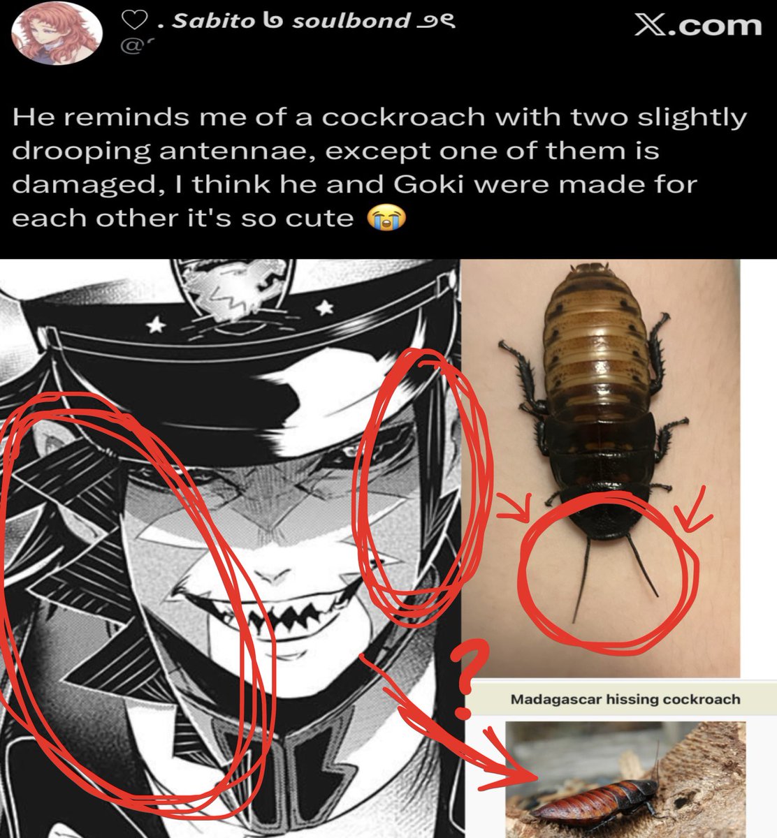 thesoggiestALT's tweet photo. Hairo is secretly a hissing cockroach confirmed https://t.co/n3Z07GzlVm