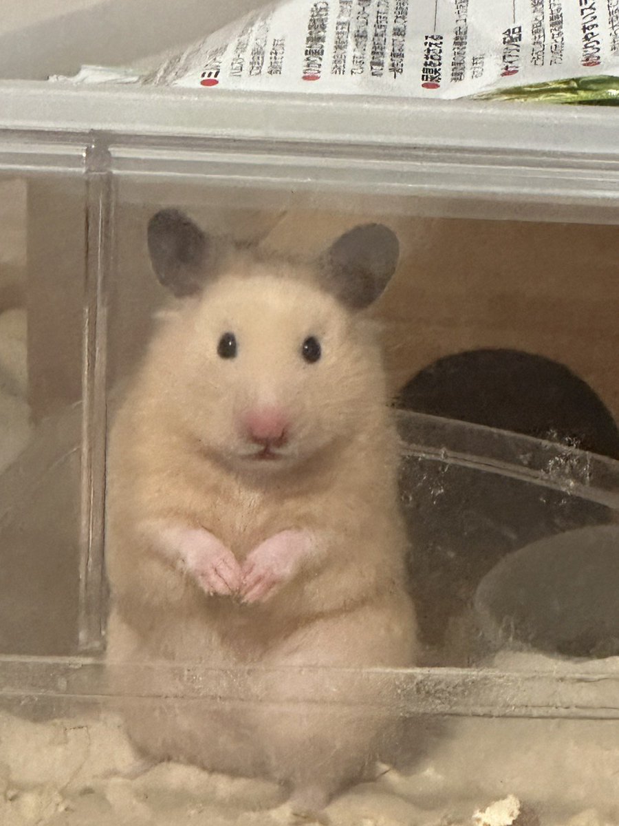 T_T318's tweet photo. 癒しをお届けします🦪 https://t.co/sYbNvAbD3l