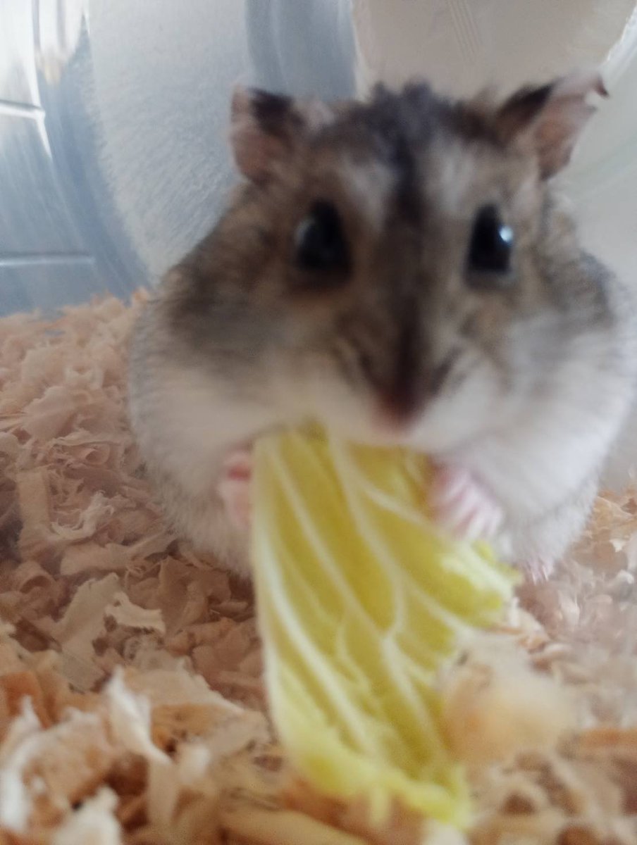 T_T318's tweet photo. 癒しをお届けします🦪 https://t.co/sYbNvAbD3l