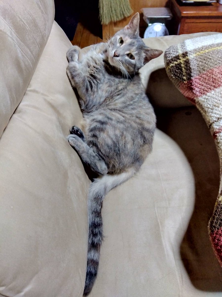 citroncherrypie's tweet photo. 飼い猫を探しています。名前:わらび
メス 3歳半、避妊手術済、体重4.5kg
ピンクのノミ取り首輪をしていました。尻尾が長く人懐こい。郡山市逢瀬公園近くの自宅から姿が見えなくなりました。見かけた方情報ください。 https://t.co/OcEW07SYz2