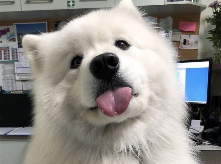iJIN__11's tweet photo. 🐶 https://t.co/mNDEjIiueR