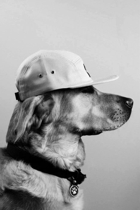 menchielewser's tweet photo. aiah as a dog probably 🐶 https://t.co/69Wjk0wmpQ