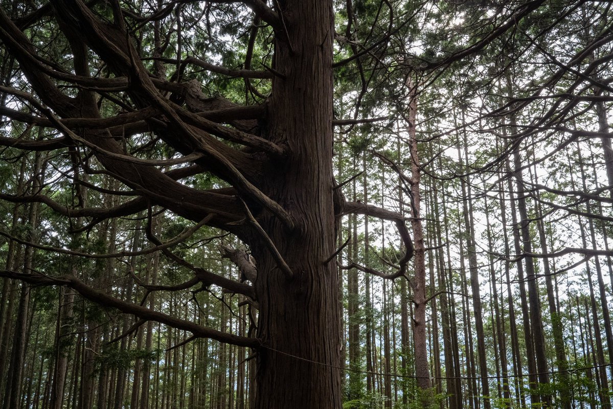 INU_them_all's tweet photo. sigma fp
sigma 35mmf2 https://t.co/c5C9bmYCYT
