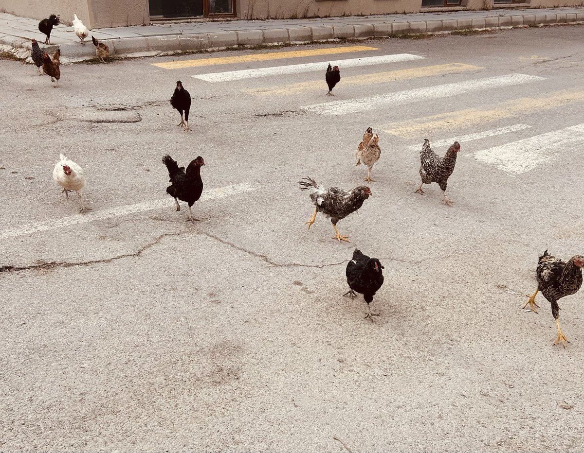 tu_bi_to's tweet photo. Bizi öldürmeyen şey sabahın 8’inde hepimizi yürüyüşe çıkardı. https://t.co/mvEadXEC7R