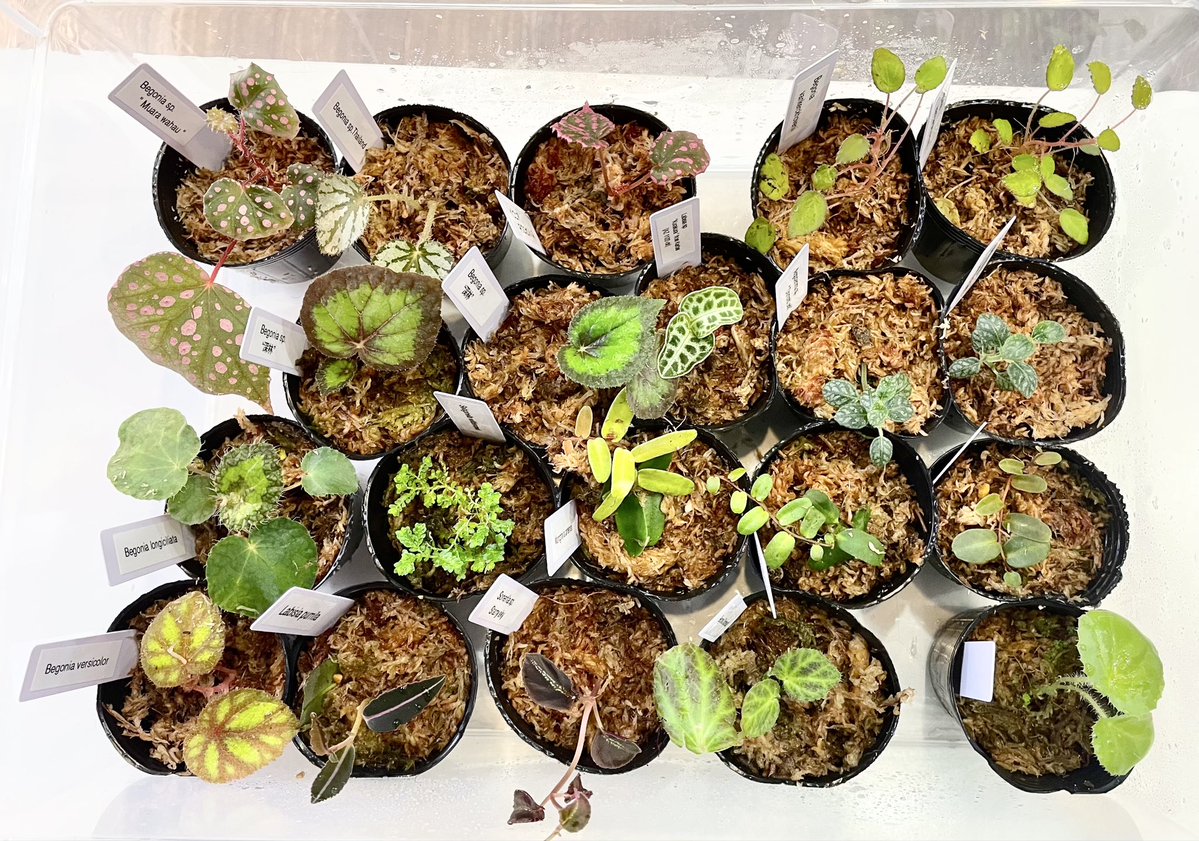 FieldJun's tweet photo. 本日も雨林植物着弾‼️
※仕込必要分含む。

大手さんへの供給網、花き市場へのアプローチは完了したので小売店様向け、愛好家様向けのリスト作成、販売に向け色々考え中✨☺️

1株750円程度で5個より送料無料🆓 発泡箱でヤマト運輸使用🚚
お問い合わせ頂きましたフォロワーさんにリスト送付辺りかなぁ https://t.co/fxYY8bdIMa