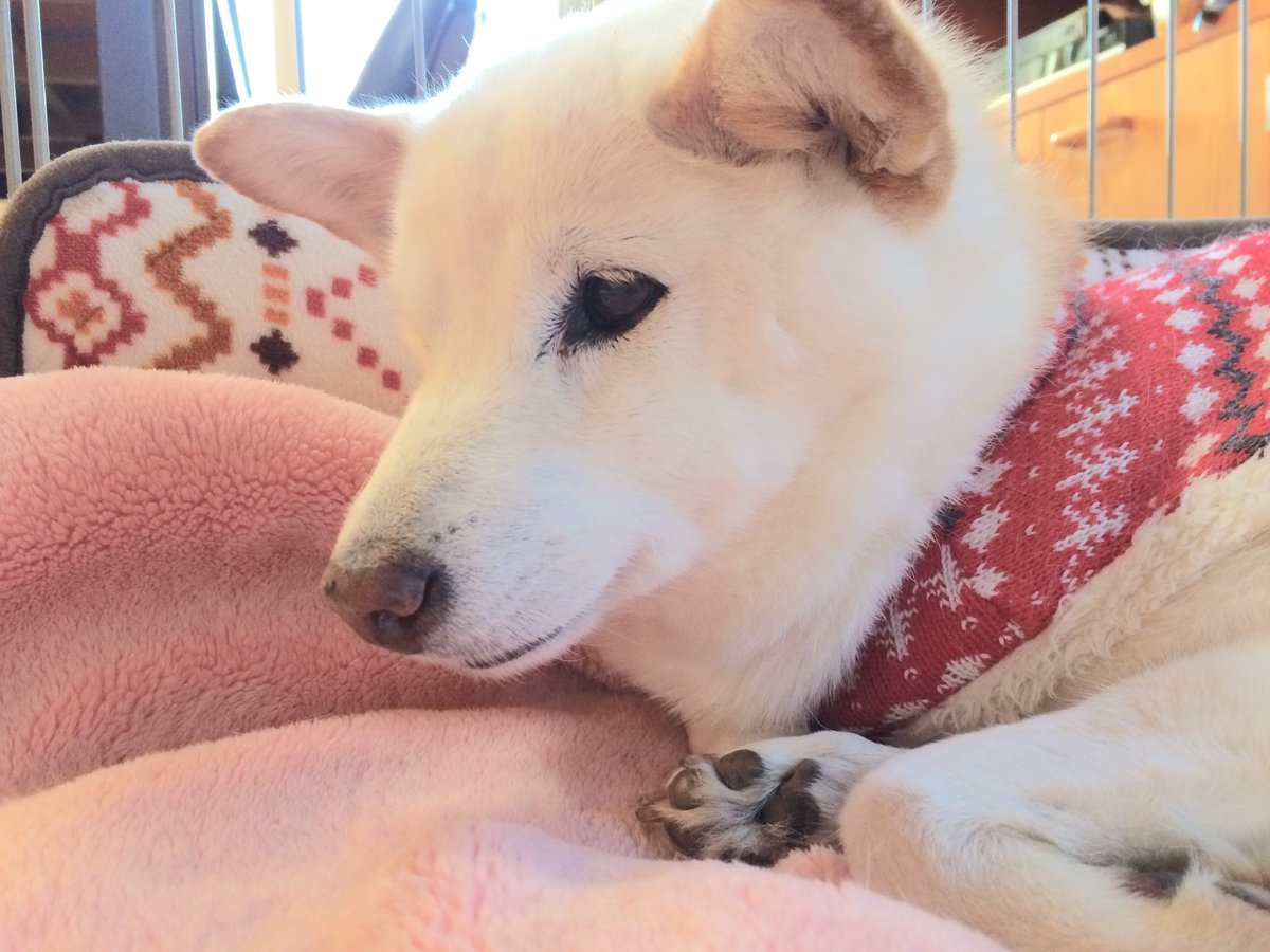 hatuka666's tweet photo. うおおおおおおおおお私の飼ってた犬（初代、二代目）を見ろ��おお！！！こんな可愛い犬と生きてたら犬といない日々が虚無になるの決まってんだろおおおおお！！！！ https://t.co/kEmFTZast9
