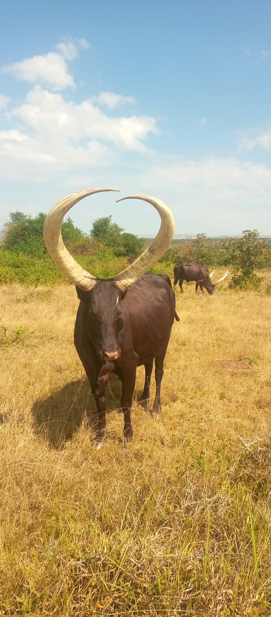 rukie_yusuf's tweet photo. WHO SAID BEAUTY ONLY WALKS ON TWO LEGS?

Look at these magnificent cows,From their graceful horns to their calm, powerful presence,there’s something truly beautiful about cattle.
Sometimes, you don’t need a luxury car or a city skyline to appreciate beauty. Just look at the cows https://t.co/TxvUoQxEwn
