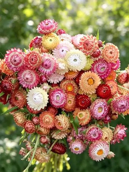 arobasq's tweet photo. Igandea 4-10-26 #Vendemiaire12 🗓Républicain - jour de l’#Immortelle immortelle des dunes en été ☀️ - petite 🪴 dégage ainsi une odeur épicée et chaude pouvant rappeler le curry, le sucre candi ou le café.  🏥 vertus anti-inflammatoire , diurétique, rhume, antitussive . https://t.co/EzTSUHHpyz
