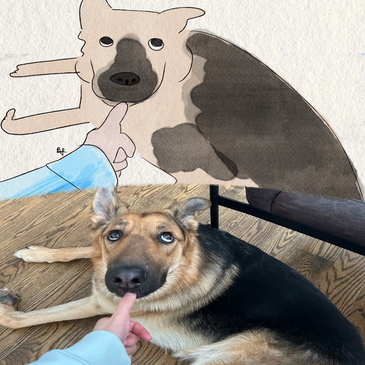 everythingdogss's tweet photo. https://t.co/uDVOVH3WK2