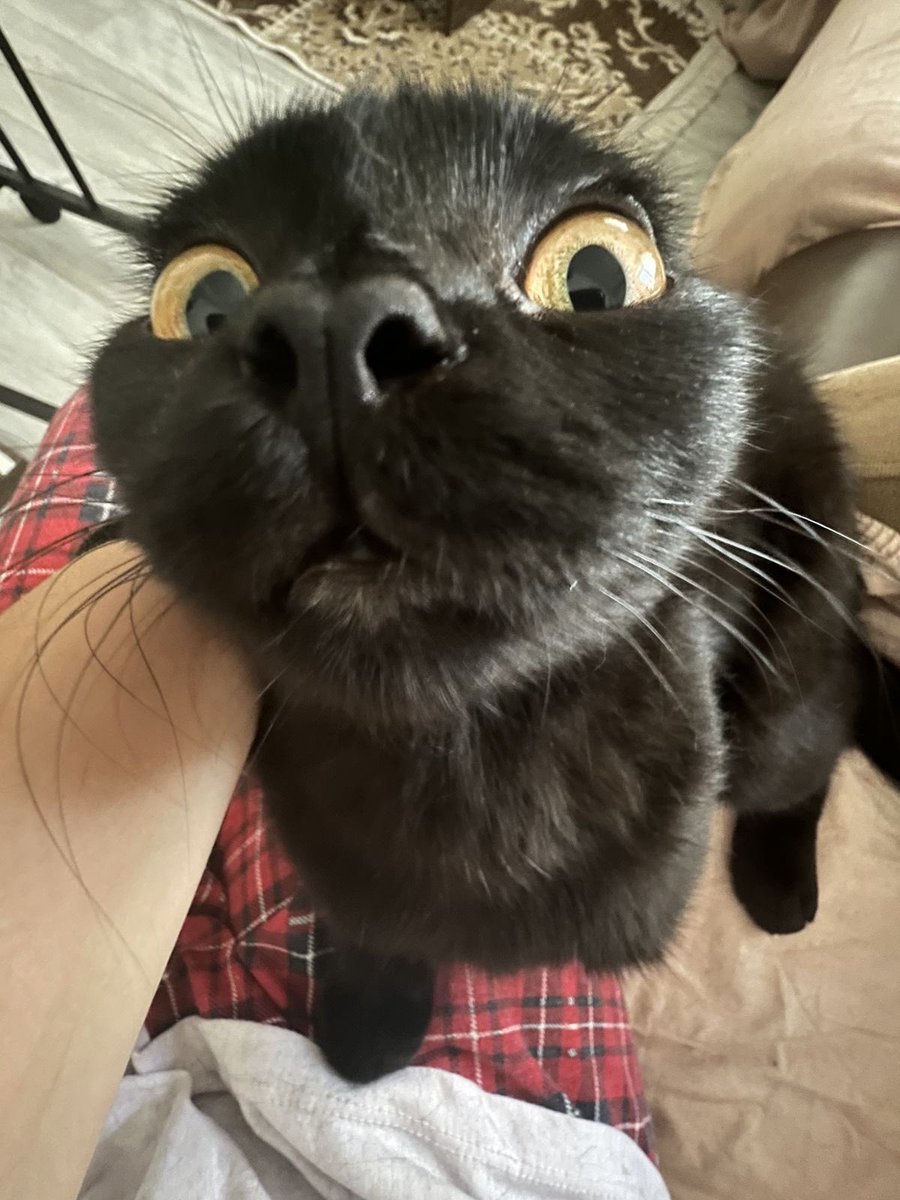 blackscats's tweet photo. https://t.co/YbKFEQCwNQ