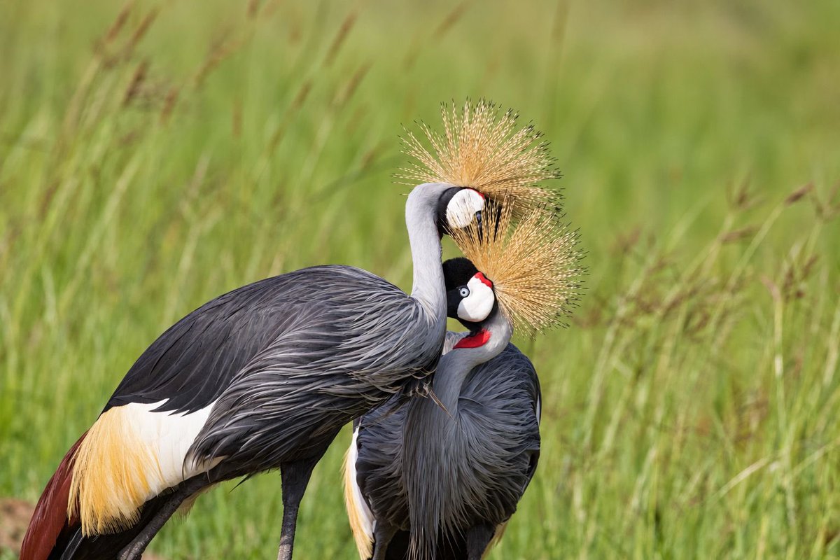 BirdsofUganda's tweet photo. 🐦 12 DAYS TO GO!-🏃‍♀️🏃‍♂️
Every step can make a difference for Uganda’s Grey Crowned Crane. 
Join us on 18 October 2026 at Sheraton Kampala Hotel for Run for Birds.
Register today and RUN FOR A CRANE. 
@wekesa_amos @Thomas_Tayebwa @TayariWestTV @BirdLife_News @CraneFoundation @birdsoftoday @TourismBoardUg @nemaug