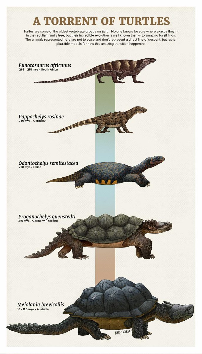 CRCpaleos's tweet photo. TORTUGAS
Las tortugas o quelonios (Testudines) son el orden de reptiles más antiguo que existe. Sus primeros miembros se remontan al Triásico inferior y algunos estudios los ubican incluso en el Pérmico
#Reptiles #Evolucion https://t.co/EAsovLktzz