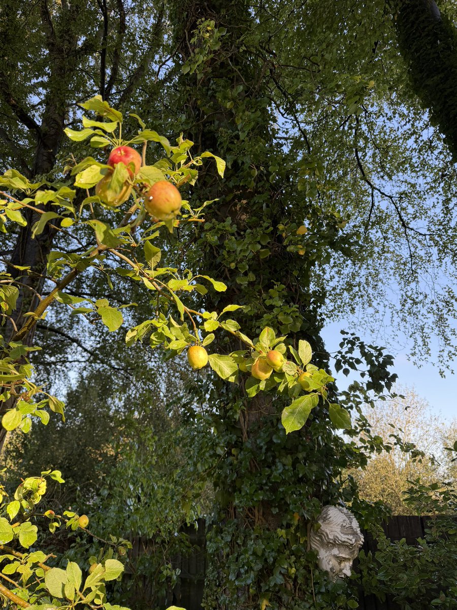 Stifyn1's tweet photo. Out of reach #ffrwyth #garden #nature #tuesday #autumn https://t.co/gagRJSe29l