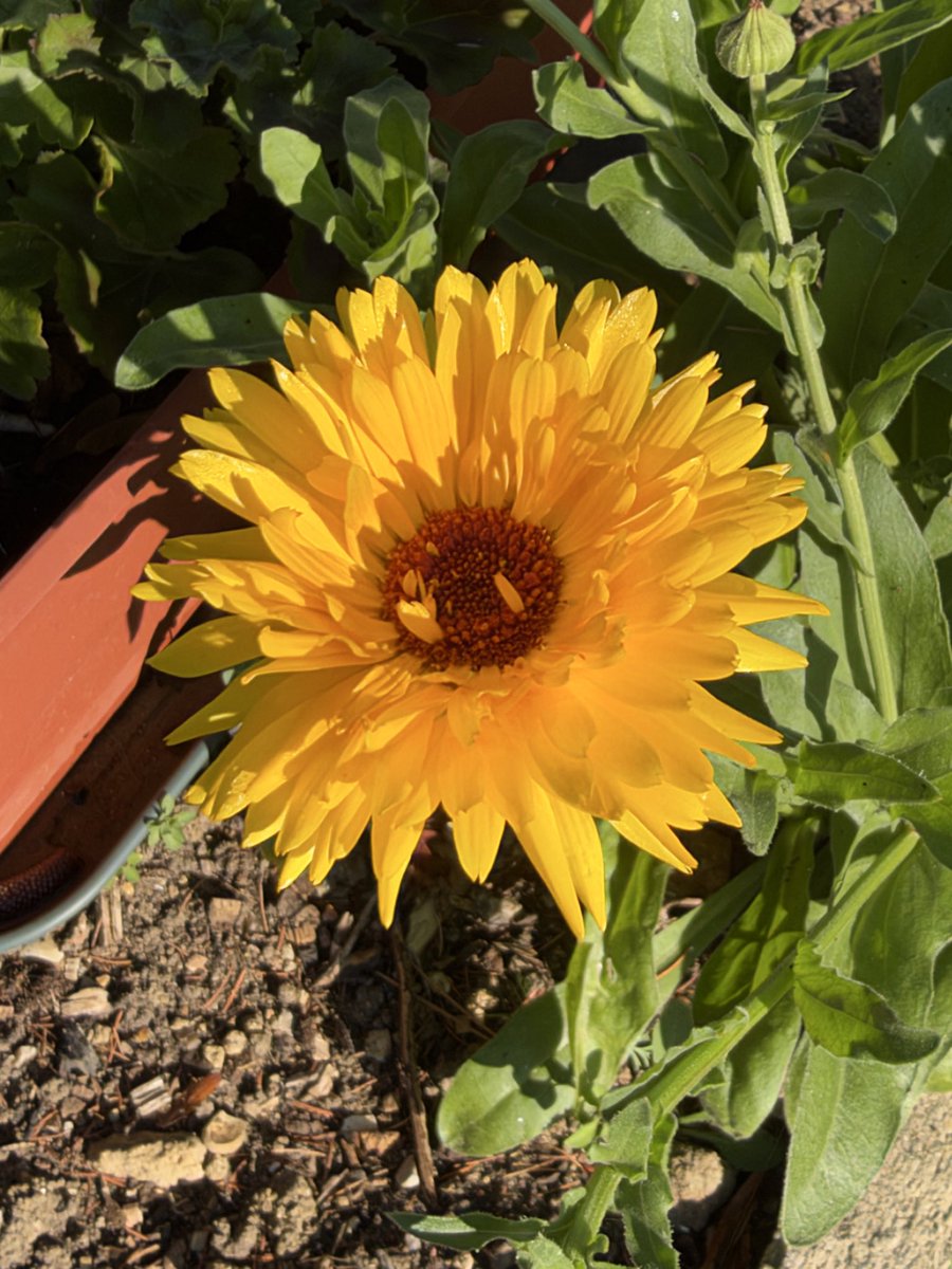 davetherave1947's tweet photo. Bonjour #autumn garden France https://t.co/PcLAV1ZVk3