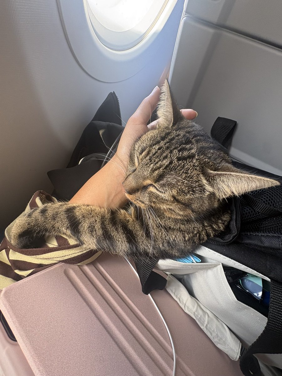 itsover188's tweet photo. L amour de ma vie après 9h d’escale qui n’a pas crié une fois 🥰🥰 https://t.co/Oh1xVXsBHw