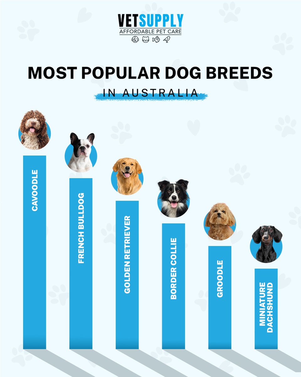 vetsupplyau's tweet photo. Australiaโs favourite furry faces! ๐ฆ๐บ๐ถ๐พ
Which breed is your #1? ๐
#vetsupply #vetsupplyau #dogsofaustralia #australiandogs #dogbreeds #doglovers #dogparents #doglife #dogsofinstagram #aussiedogs #petlovers #petparents #dogcare #petcare #australianpets #doglover https://t.co/ExrIIs0W7U