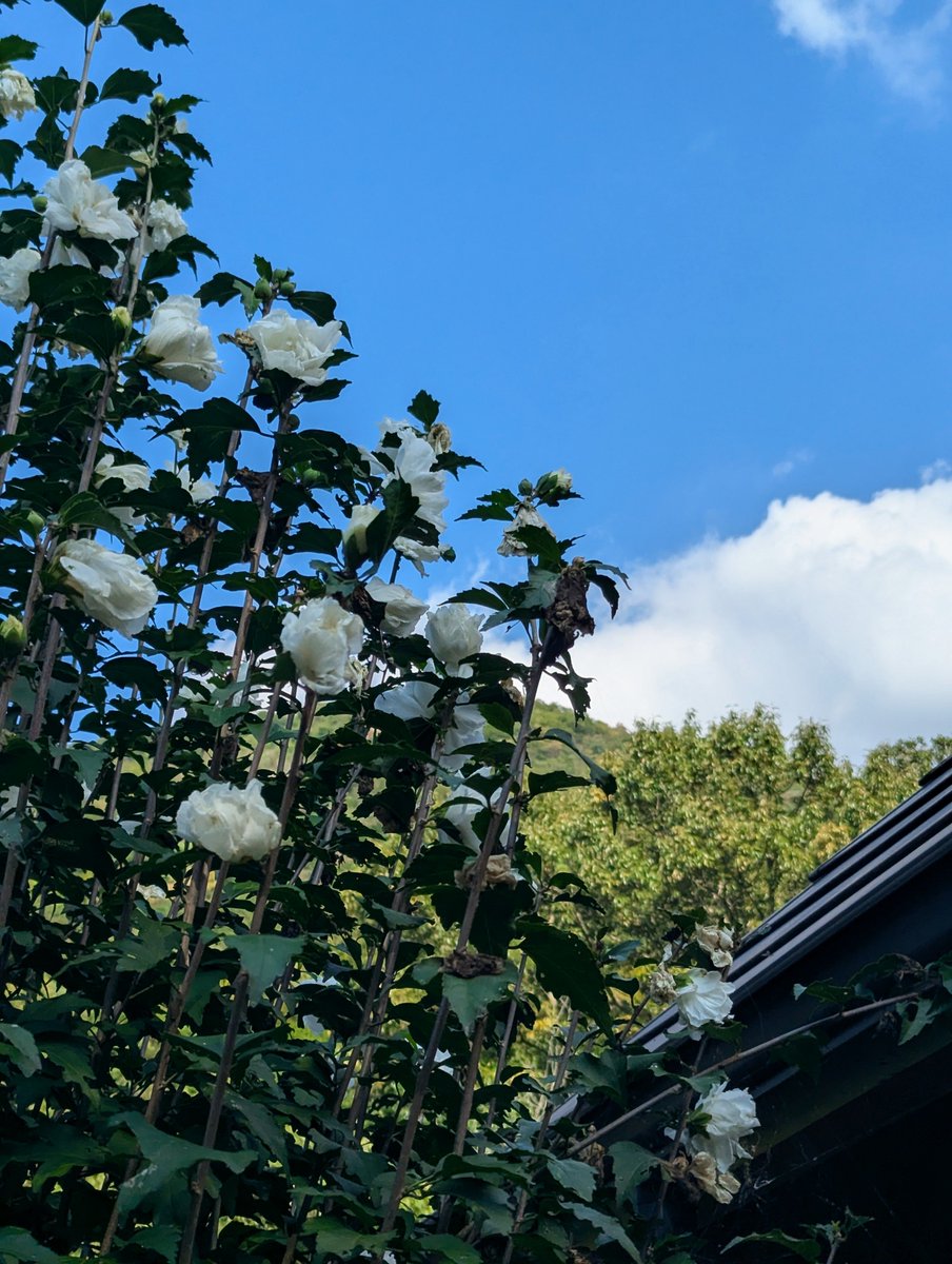 reikosakebu's tweet photo. こんにちは☕

午後からは爽やかな秋晴れです☀
秋空って空気が澄んでて
キレイですね✨💠✨

業務中のためポスト時間は不定期になります🙏
でも皆さんもそうですよね🤔

#神無月 #八重咲き木槿 #夢をかなえる日 https://t.co/41PO3U7CjH
