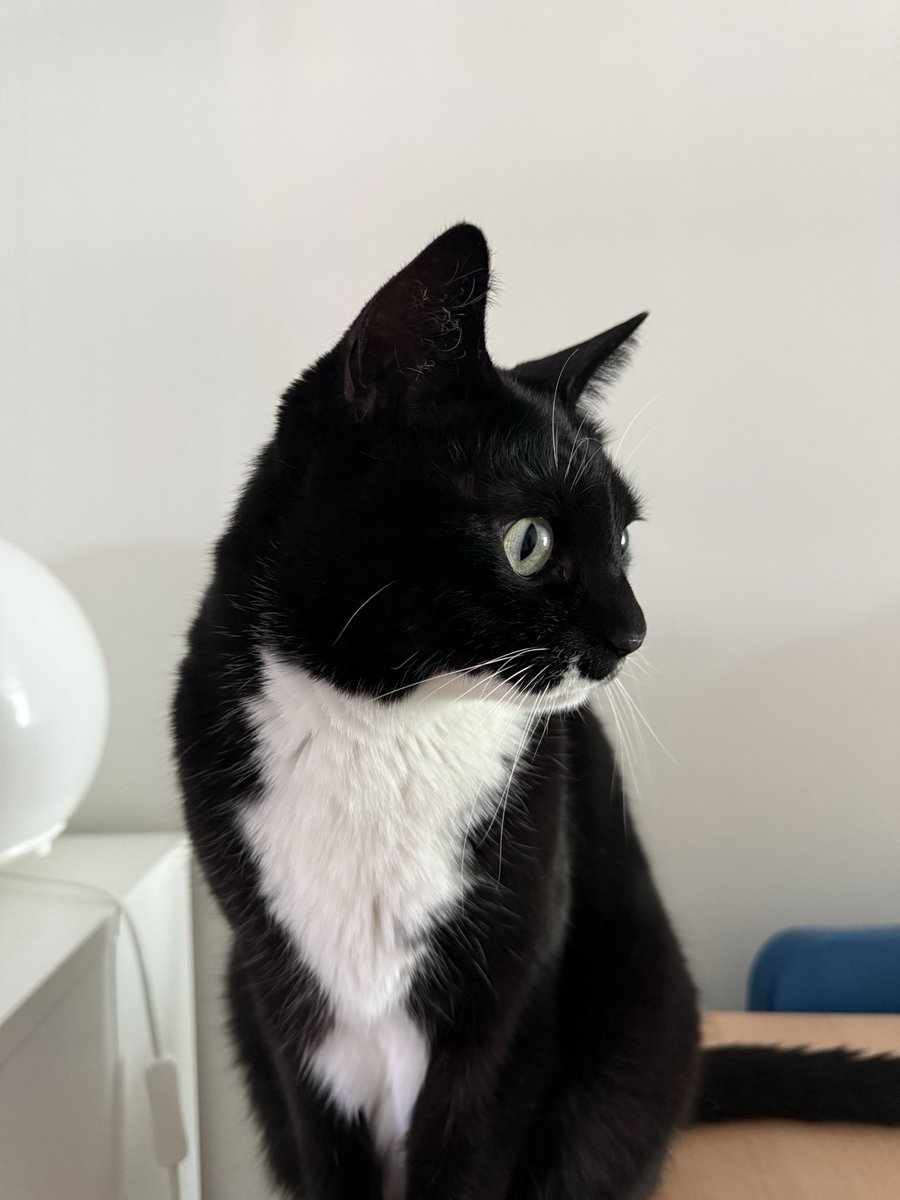 ollyonecat's tweet photo. 이뿐코. https://t.co/k2kp42WFGc